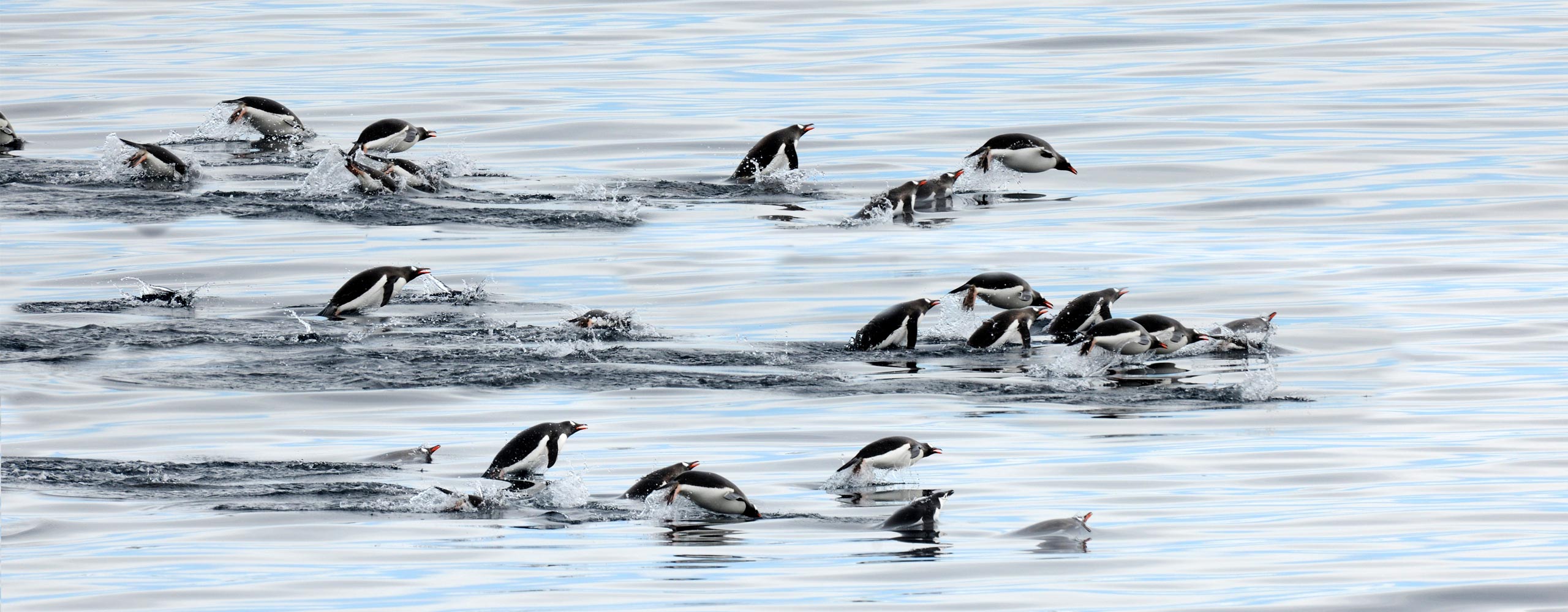 טיול לאנטארקטיקה - 12 יום - בהדרכת חנן אוחנה טיול לאנטארקטיקה - 12 יום - בהדרכת חנן אוחנה